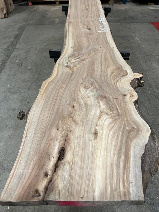 Elm #039 kiln dried timber