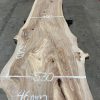 Elm #039 kiln dried timber