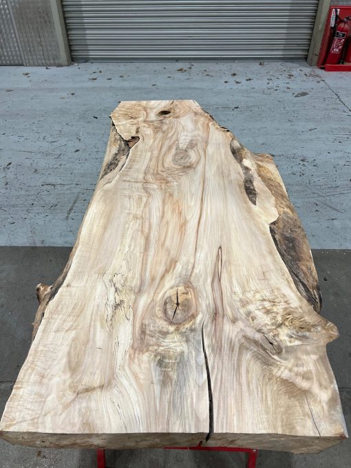Sycamore #001