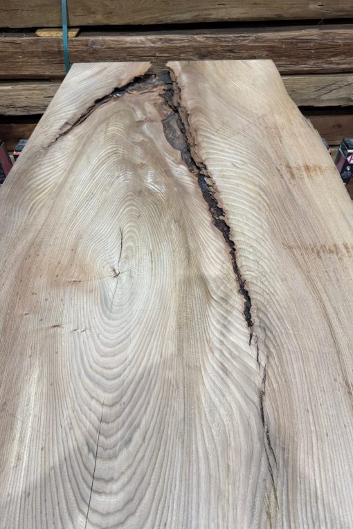 Elm #041
