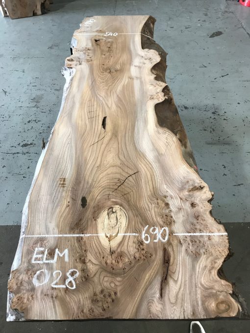 Elm #028