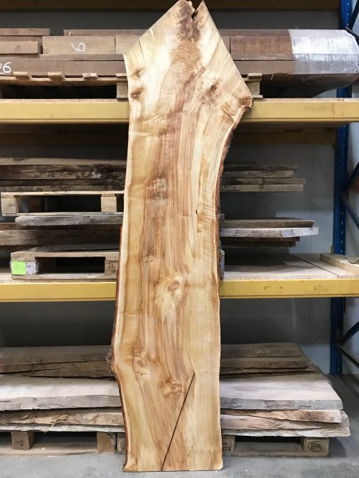 English Horse Chestnut #003