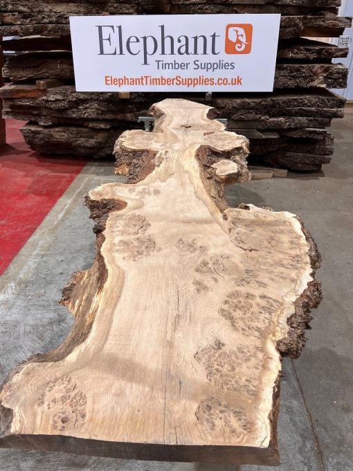 Burr Oak #018 kiln dried. Disc sanded on top side to show the pattern