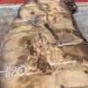 Burr Oak #008. Kiln dried slabs for making resin table tops