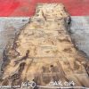 Burr Oak #014. Kiln dried slabs for making resin table tops