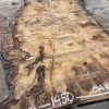 Burr Oak #014. Kiln dried slabs for making resin table tops
