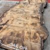 Burr Oak #014. Kiln dried slabs for making resin table tops