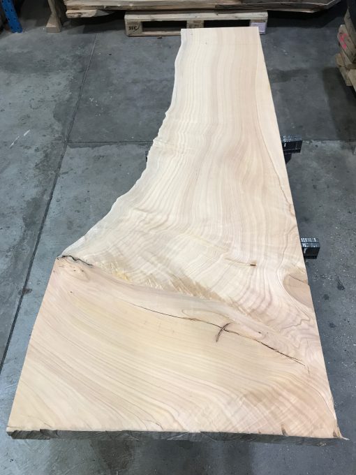 Monterey Cypress #MC08