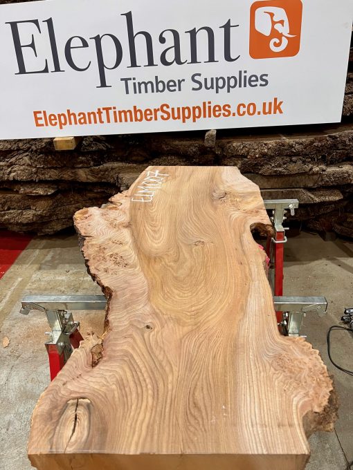 Elm #007 piece of kiln dried wood for sale