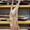Elm timber #0142