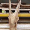 Elm timber #0146