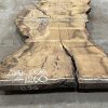 Burr Oak #006. Kiln dried slabs for making resin table tops