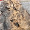 Burr Oak #007. Kiln dried slabs for making resin table tops