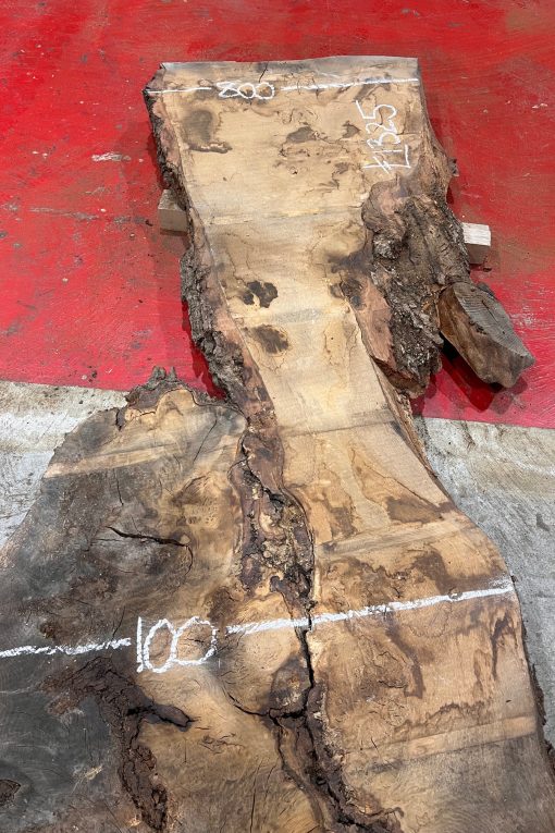 Burr Oak #007. Kiln dried slabs for making resin table tops