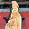 Yew kiln dried timber plank #021