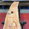 Kiln dried Yew plank #027