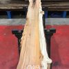 Kiln dried Yew plank #029