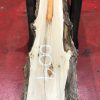 Yew kiln dried timber plank #004