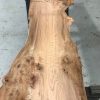 Burr Elm #001