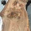 Burr Elm #001