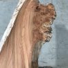 Burr Elm #001