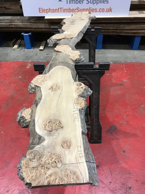 Burr Elm kiln dried plank #012