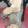Burr Elm kiln dried plank #012