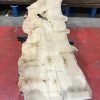 Burr Elm kiln dried plank #038