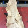 Burr Elm kiln dried plank #061