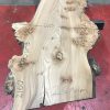 Burr Elm kiln dried plank #060
