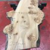 Burr Elm kiln dried plank #064