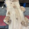 Burr Elm kiln dried plank #064