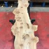 Burr Elm kiln dried plank #064