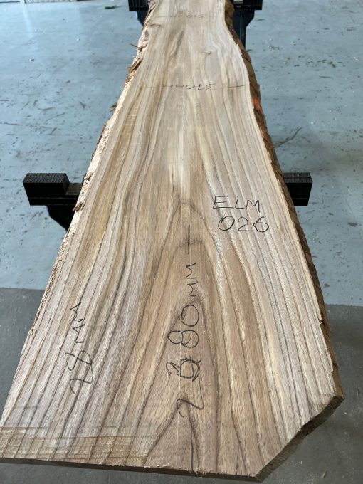 Sappy Elm #026