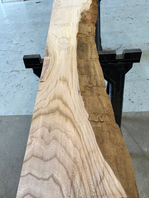 Sappy Elm #034