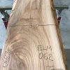 Sappy Elm #062