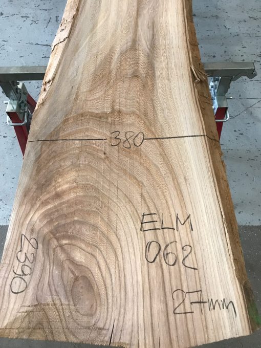 Sappy Elm #062