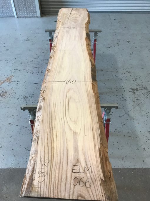 Sappy Elm #066
