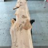 Sappy Elm #003 kiln dried timber