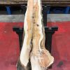 Yew kiln dried timber plank #047
