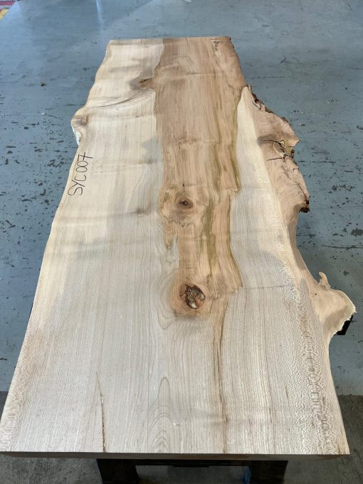 Sycamore #007