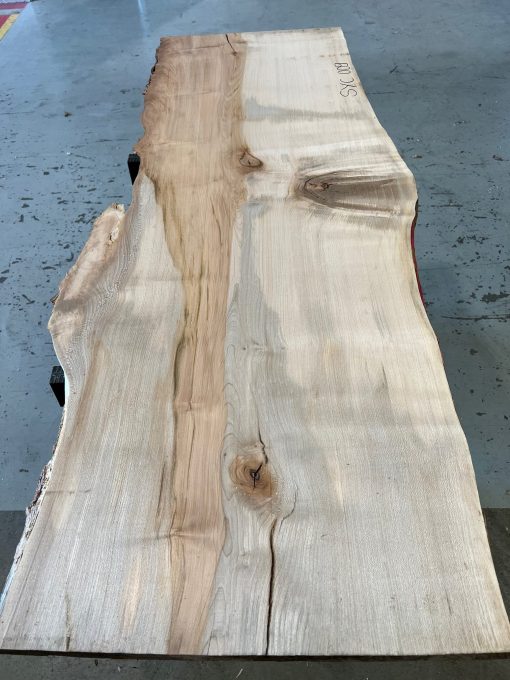 Sycamore #009