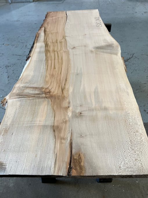 Sycamore #012