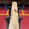Yew #028