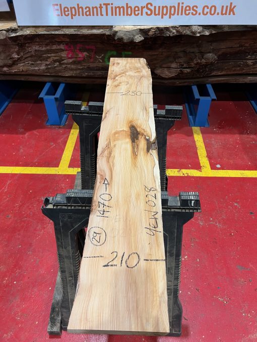 Yew #028