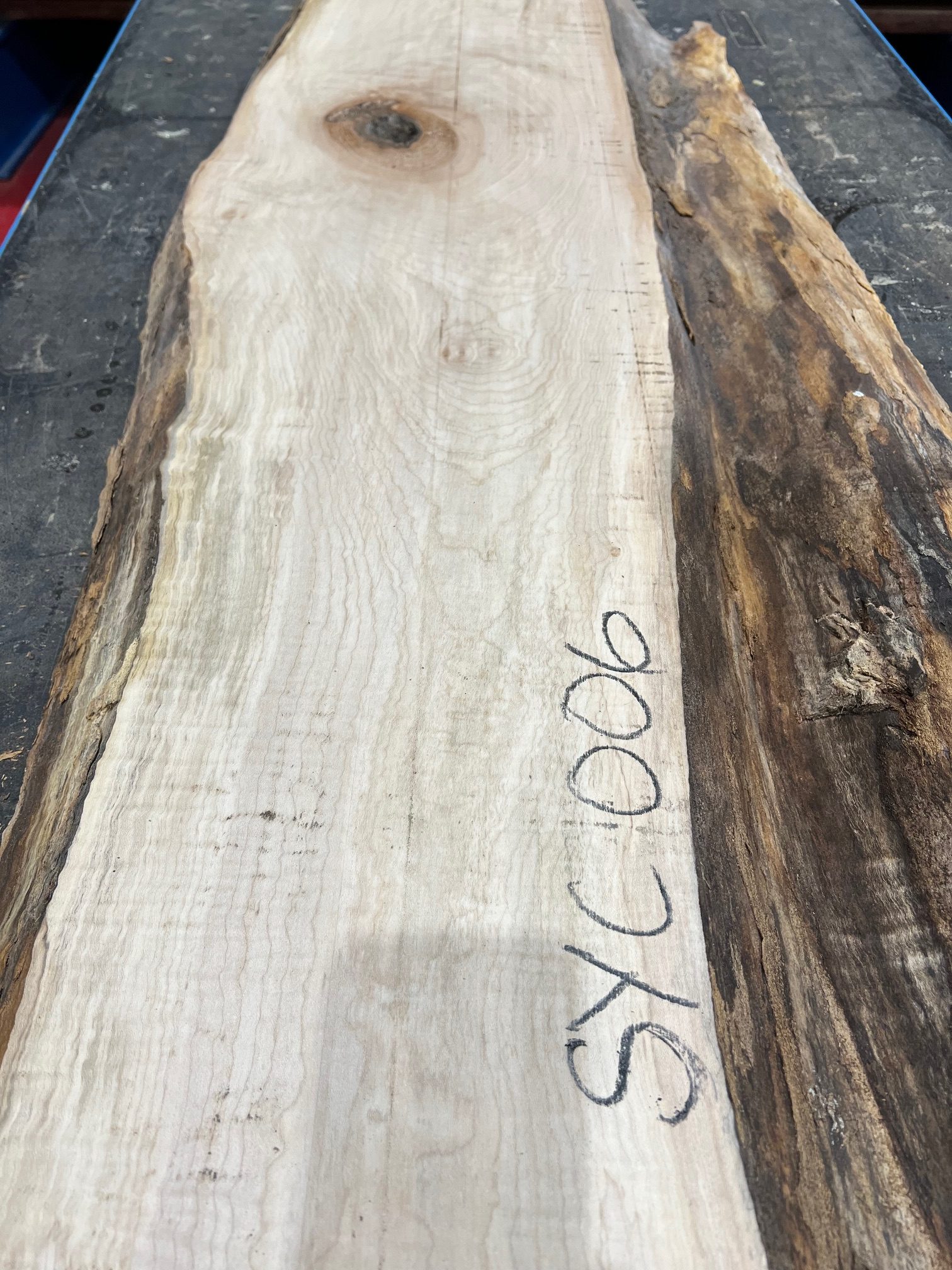 Sycamore #006