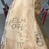 Spalted Elm #071