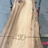 Spalted Elm #074