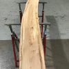Spalted Elm #077