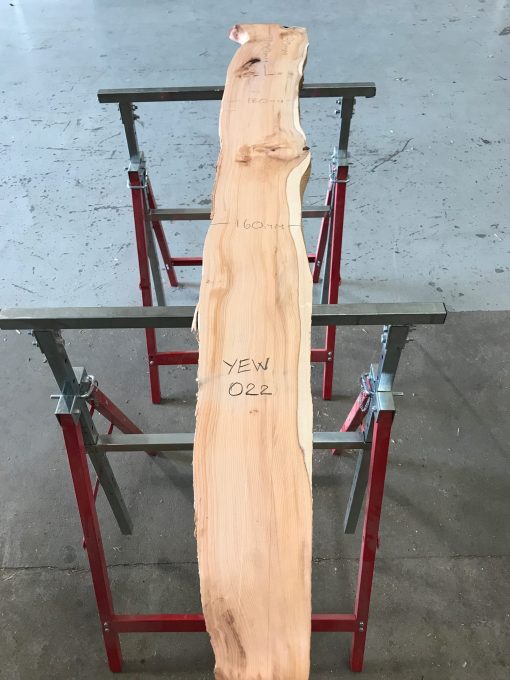 Yew #022